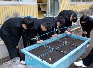 中央中学校での栽培写真