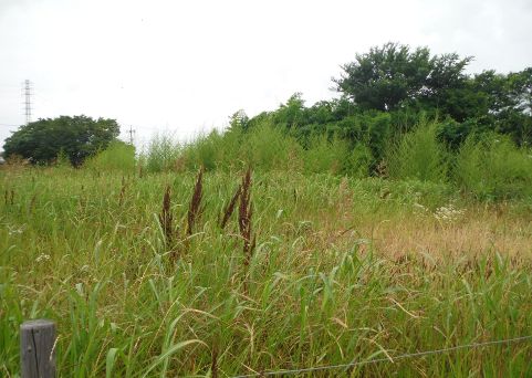 雑草の繁茂(イメージ)