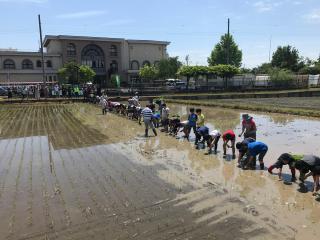 一列にならんで田植え