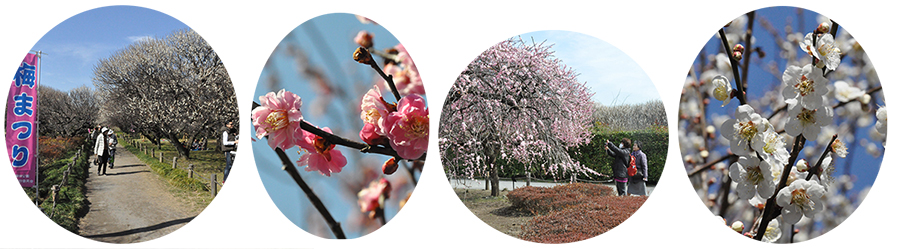 越谷梅林公園　梅まつり