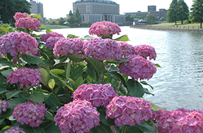 早ければ6月上旬に満開を迎えます