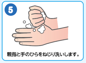 (5)親指と手のひらをねじり洗いします。