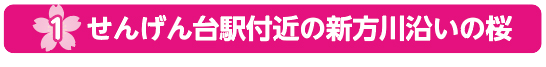 1　せんげん台駅付近の新方川沿いの桜