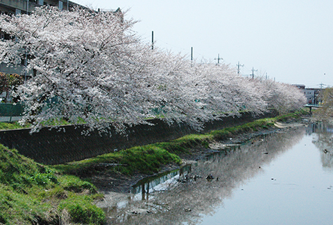 せんげん台駅付近の新方川沿いの桜