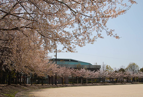出羽公園の桜