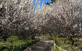 越谷梅林公園で咲き誇る梅