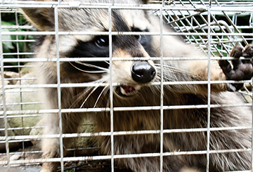 市内で捕獲されたアライグマ