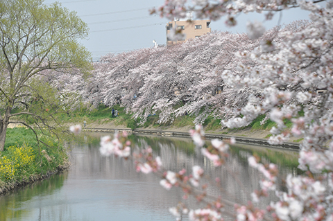 元荒川の桜