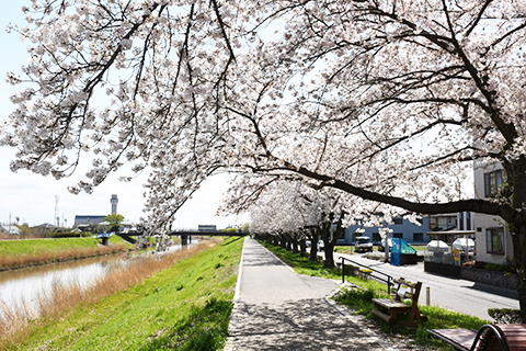 新方川緑道の桜