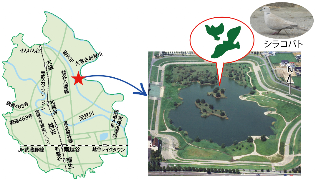 地図文字せんげん台大袋東武スカイツリーライン新方川大落古利根川越谷八潮線国道463号国道463号北越谷国道4号(草加バイパス)越谷元荒川国道4号(東埼玉道路)足立越谷線JR武蔵野線新越谷南越谷越谷レイクタウン蒲生シラコバト写真