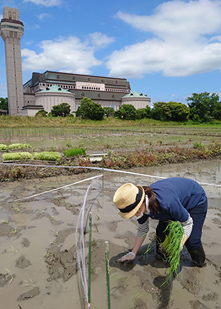 田植えの様子