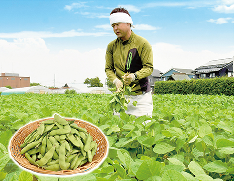 越谷産の枝豆