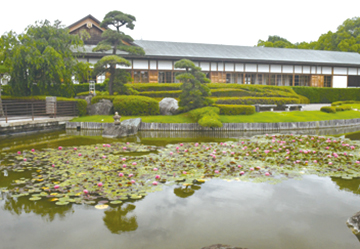 花田苑のすいれんの花が見頃を迎えます