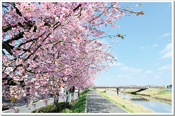 新方川緑道の桜