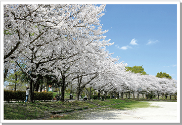 出羽公園の桜