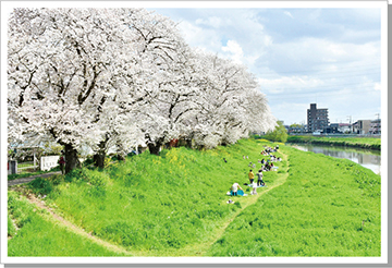 元荒川の桜堤