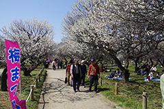 越谷梅林公園梅まつり