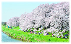 北越谷の桜並木