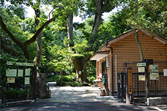 春の植物を探しませんか