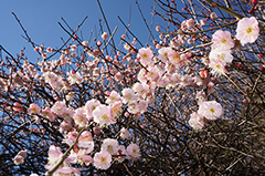 3月になると見頃を迎える梅の花