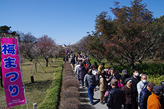 梅まつりの様子。今年は3月4日と5日に開催されます