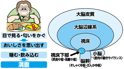 おいしく食べるための脳の機能