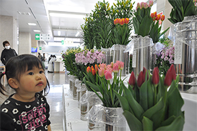 市内花卉農家が丹精に育てた花を展示します