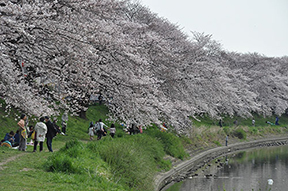 北越谷の桜並木