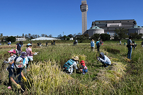 青空の下、しっかり育った稲穂を刈り取りました