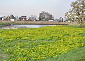 ノウルシが自生する葛西用水