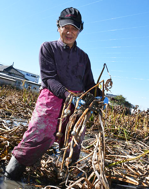 出荷の最盛期を迎え、大忙しの井出さん