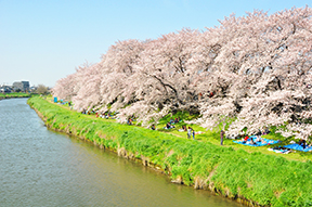 北越谷の桜並木