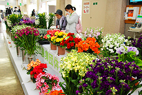 花卉農家が丹精に育てた花を展示します