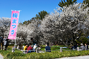 家族や友人と梅を楽しむ来園者