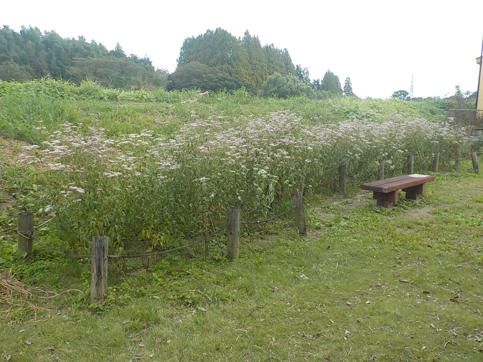 フジバカマ公園