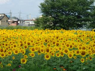 Osagami Sunflower Festival