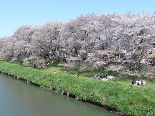 kitakosisakura