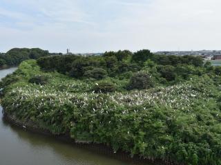 Nesting Site for Birds