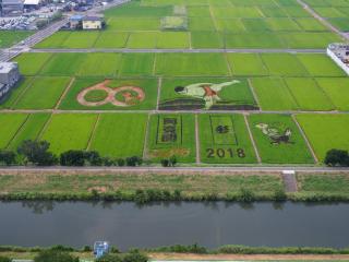 Rice Field Art