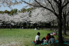桜が満開の出羽公園