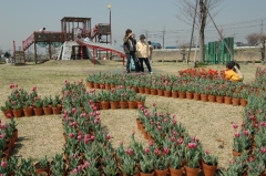 チューリップフェスタの出羽公園