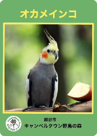 オカメインコ（表）【サンプル】